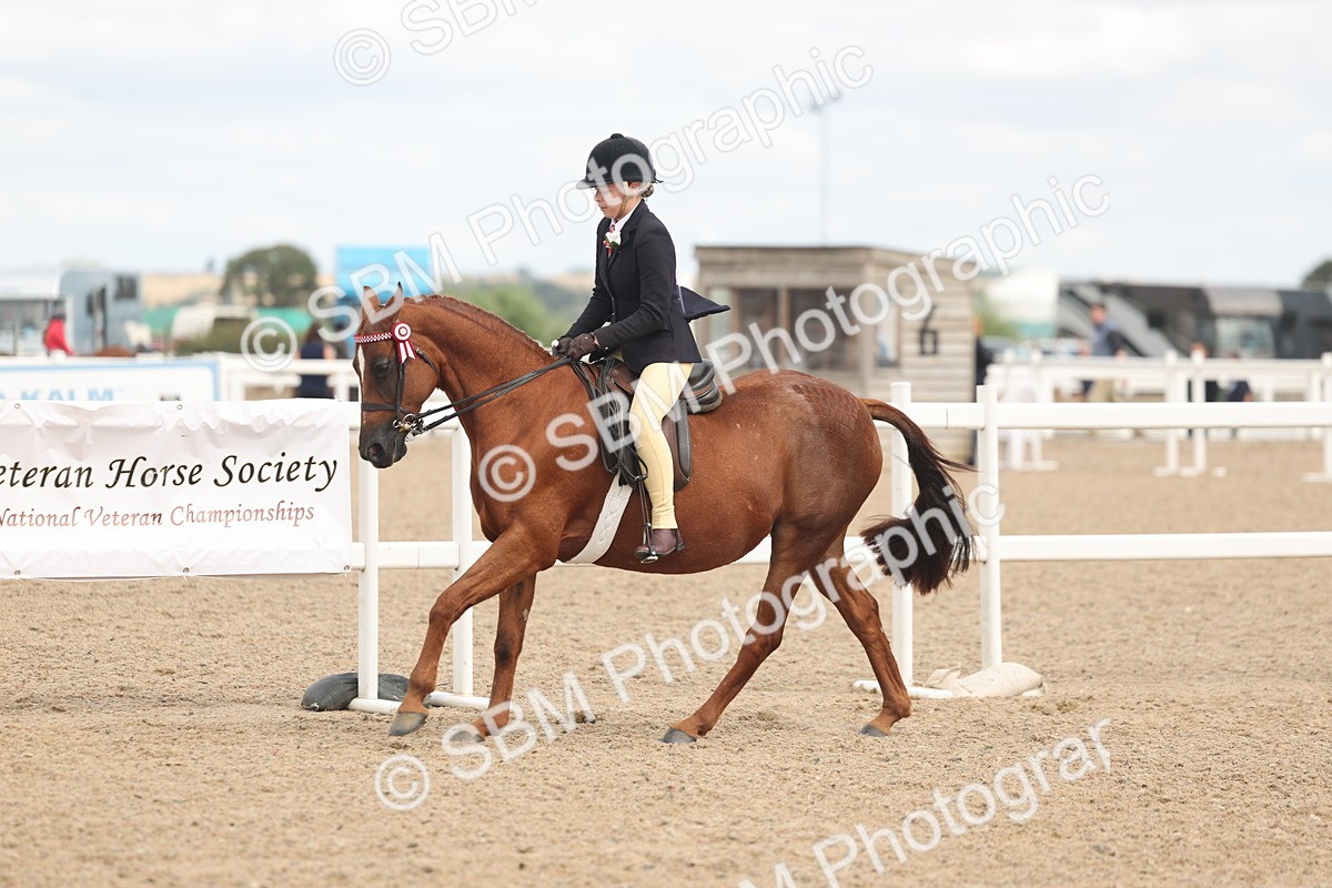 SBM_16015 - Class 311 - Ridden Show pony-Show hunter Pony