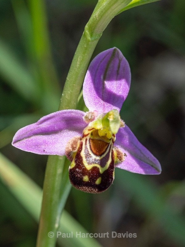 Bee Orchid (Ophrys apifera) an insect mimic and the only one of the genus that is self-pollinated. - Wild Orchids 2021
