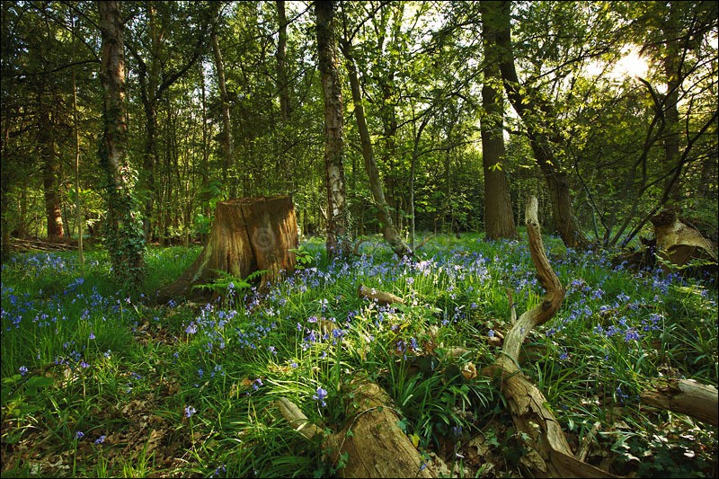 Bluebells in Bloom - Photographs of Woodland & Rivers
