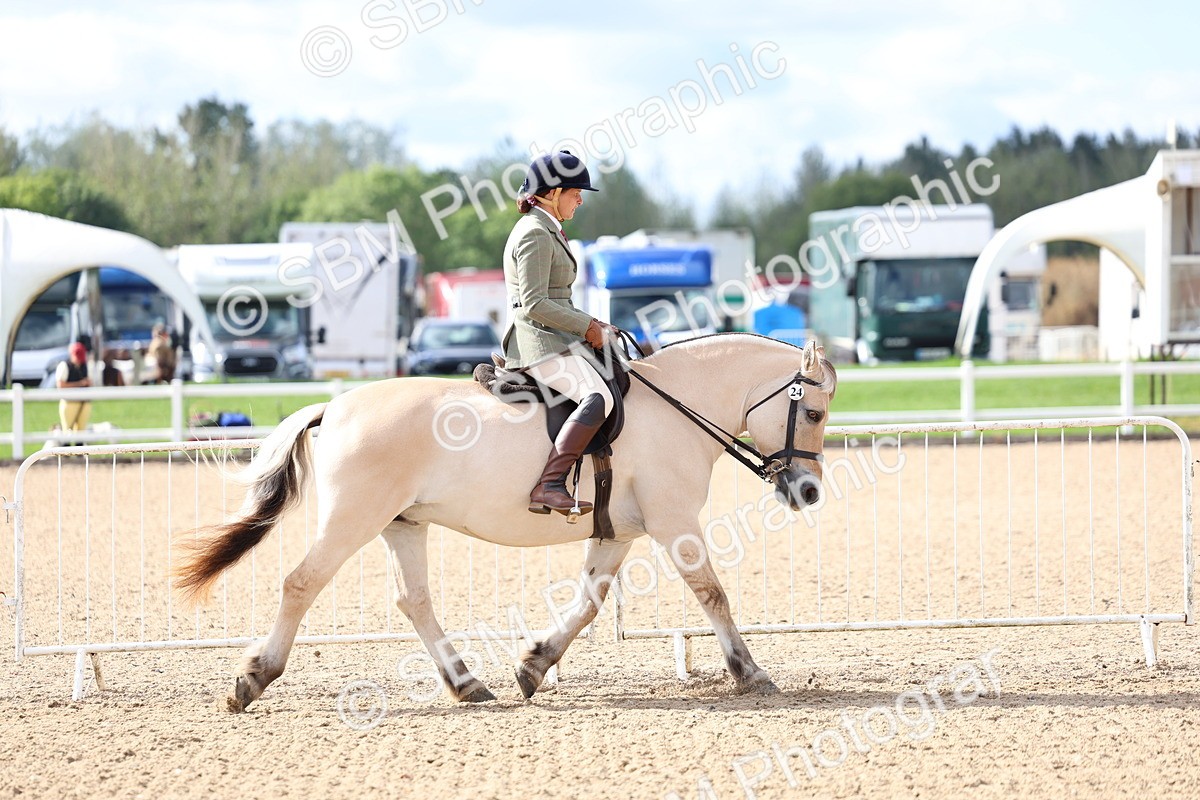 SBM_10757 - Class 305 - Ridden Foreign Breeds - Pure Bred