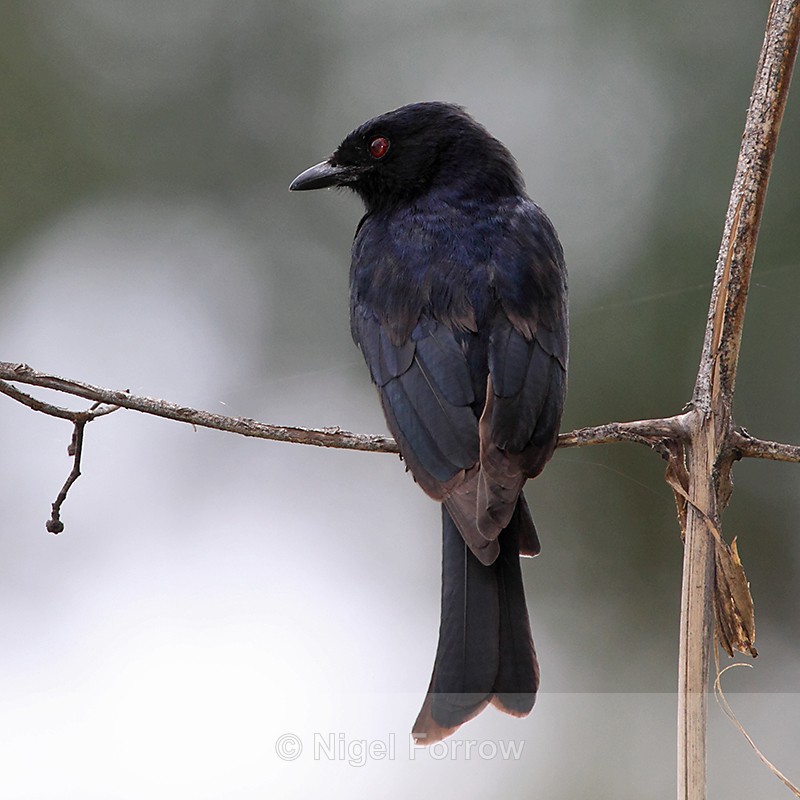 Rear view of a Fork-tailed Drongo perched on a branch - Fork-tailed Drongo