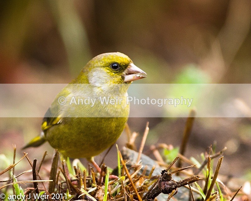 Greenfinch-10 - Greenfinch