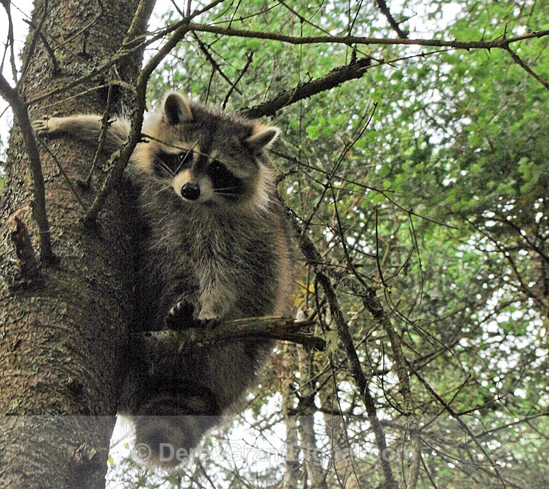 Procyon lotor - Mammals, Reptiles & Amphibians