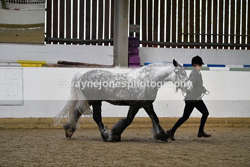 WJ5_5630 - Morning in hand Championship