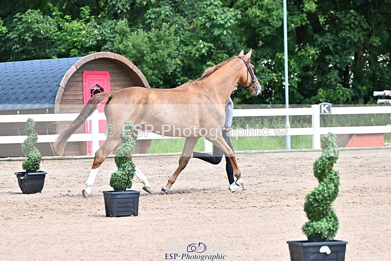 240718A-105248-01171 - Trot Up 12pm to 1pm