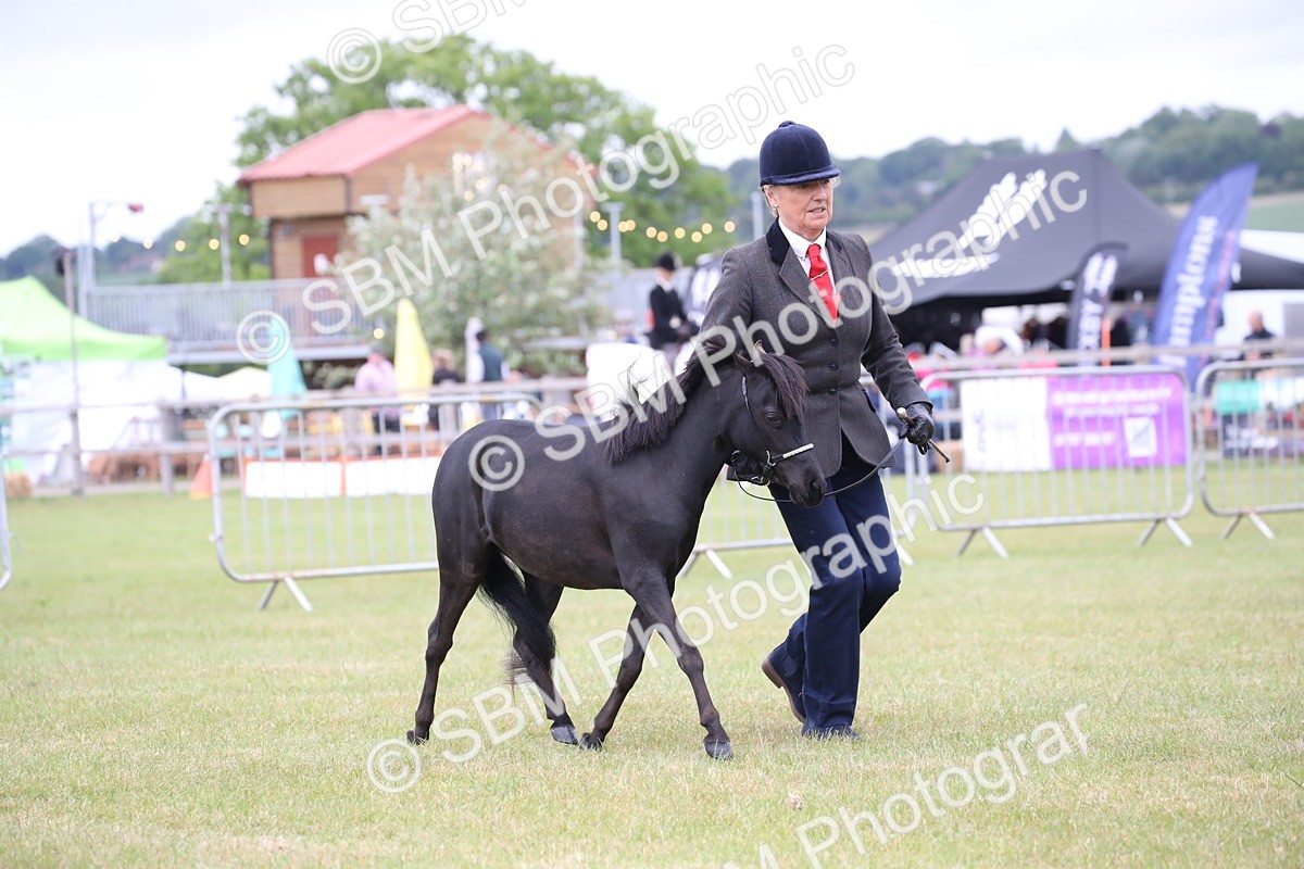 SBM_03517 - Class 23-25 - British Miniature Horse of the Year