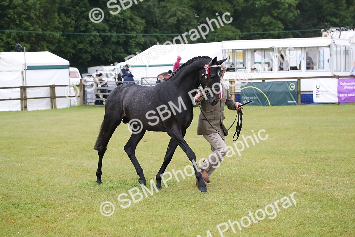 SBM_00069 - Class 17-20 - Arab & Part Bred - Anglo Arab In Hand