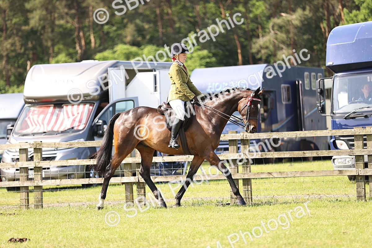 SBM_12962 - Class 75-76 LIHS BSHA Rising Star Hack Riding Horse