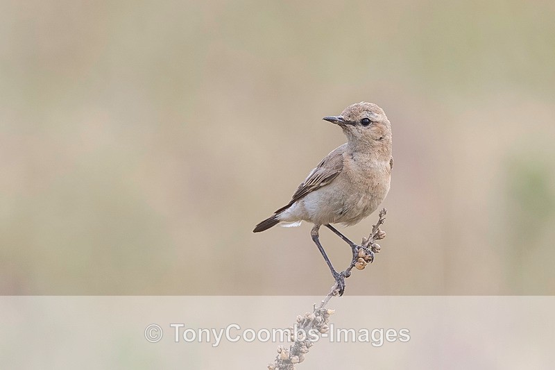 Isabelline Wheatear - Macin National Park