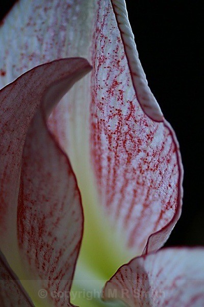 “Amaryllis Sails” - MACRO & CLOSE UPS