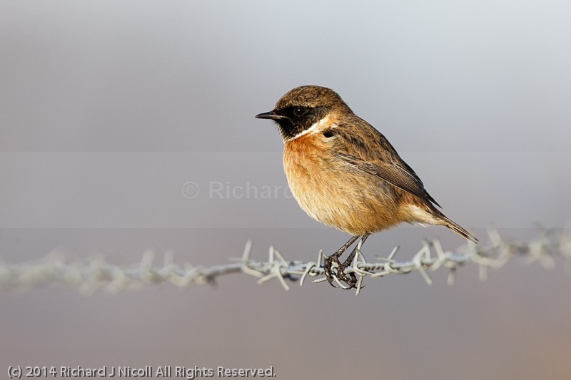 Stonechat (Saxicola torquata) male - Stonechat (Saxicola torquata)