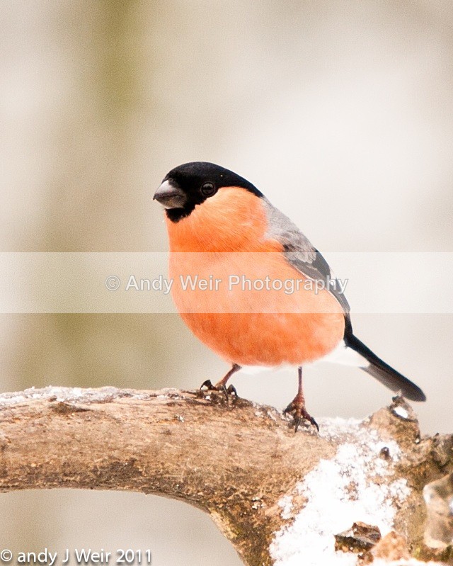 Bullfinch-3967 - Bullfinch