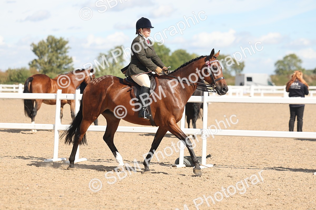 SBM_13173 - Class 306 - Ridden Foreign Breds - Part Bred