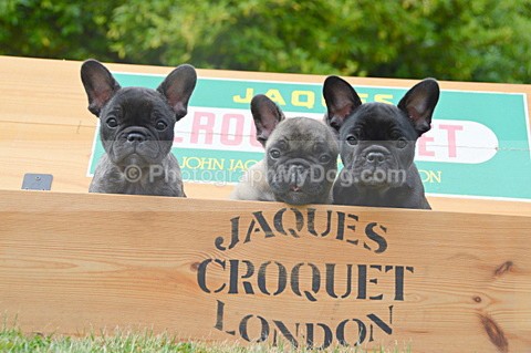  - French Bulldogs