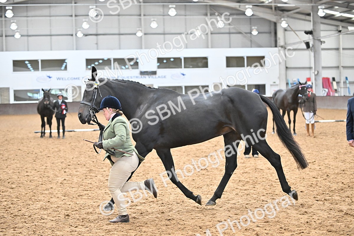 SBM_000789 - Class 16 - In Hand Showing Supreme Championships