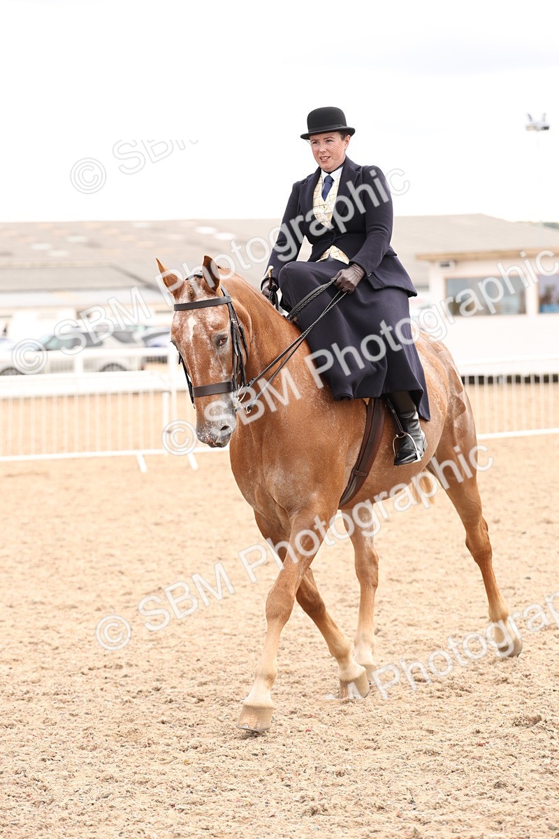 SBM_16404 - Class 211 - Best Side Saddle Horse - Pony