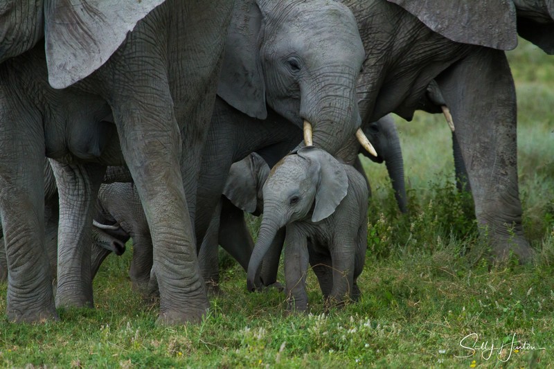 Tiny Elephant Calf 4
