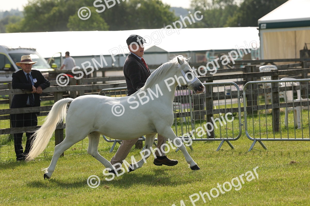 SBM_00635 - Class 6-13 - Mountatin and Moorland In Hand Welsh Breeds
