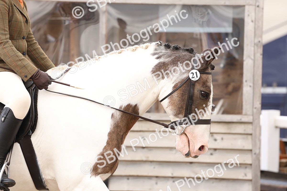 SBM_04163 - Class 54 - Riding Club Horse/Pony