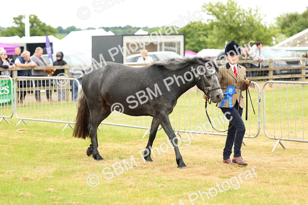 SBM_04263 - Class 64-67 - Shetland Pony In Hand