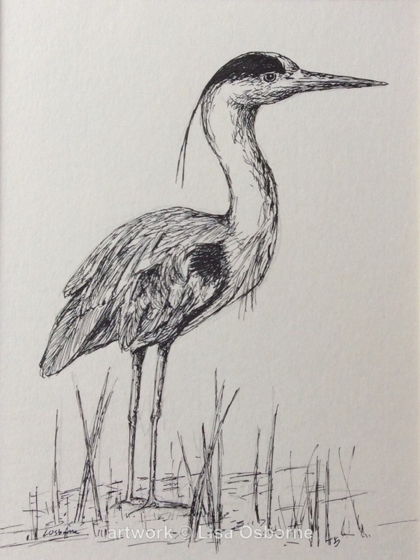 Heron in pen and ink