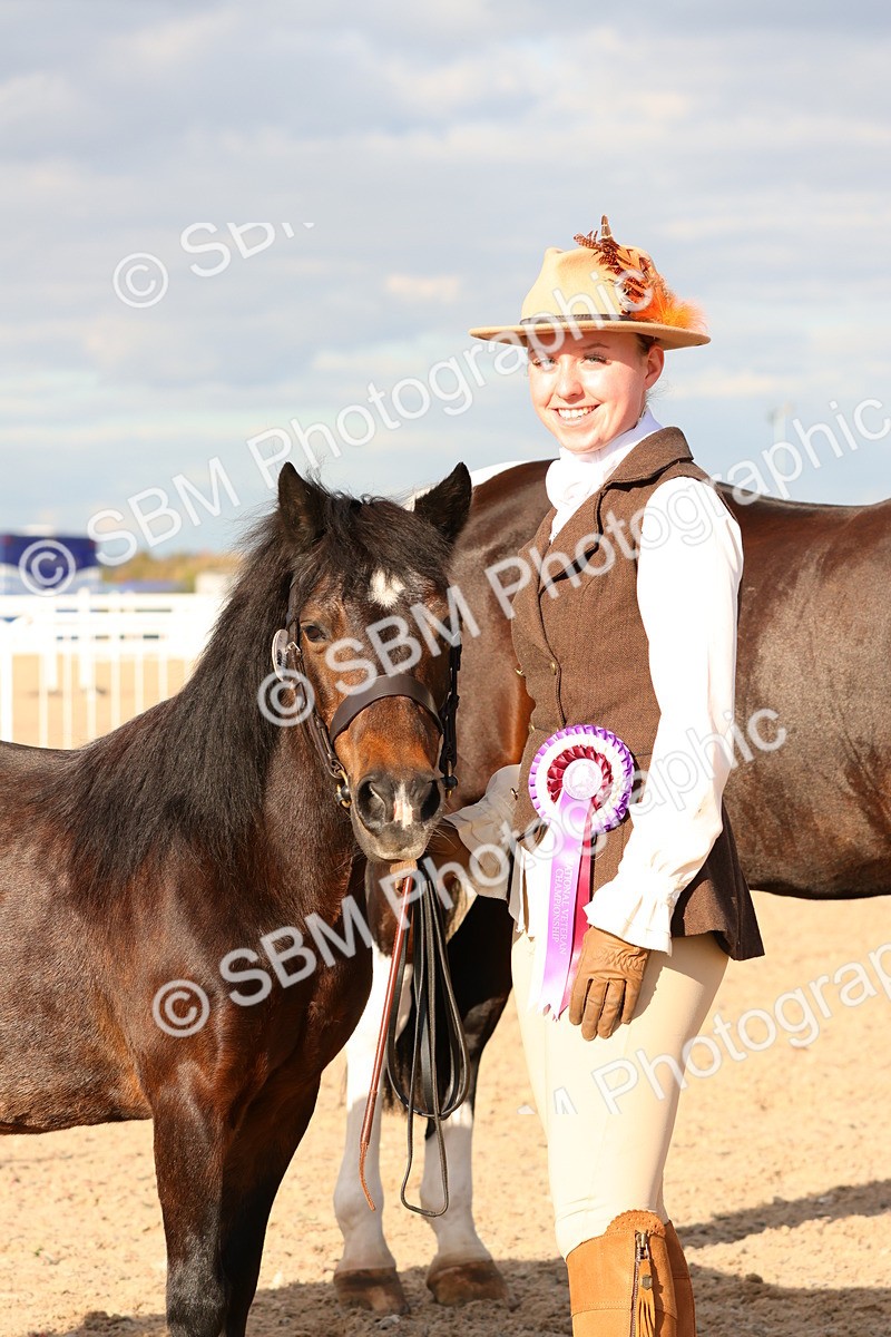 SBM_18434 - Class 318 - IH Part Bred Horse Pony