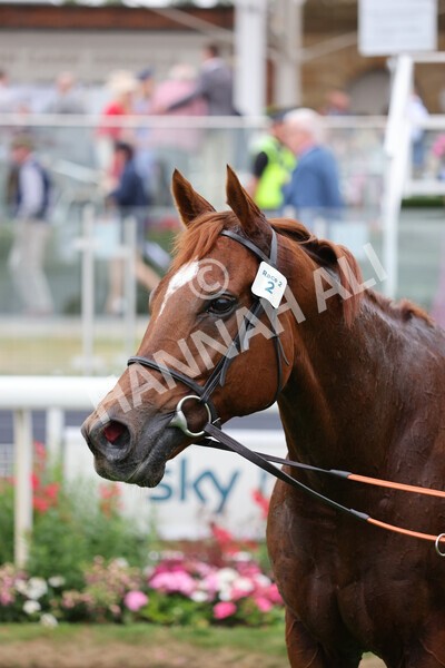 yr22072022r2-66 - Race 2 5.50pm eventmasters.co.uk Stakes