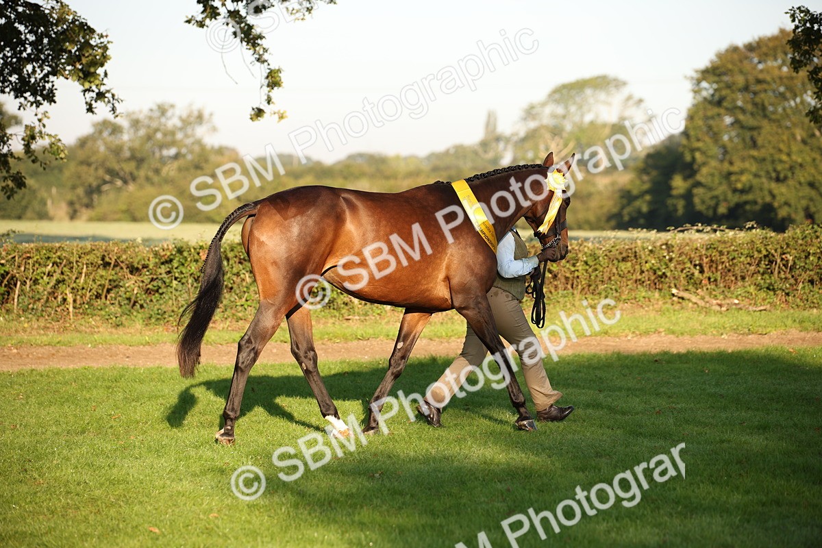 SBM_56935 - S49 - Riding Horse & Hack & Thoroughbred In Hand