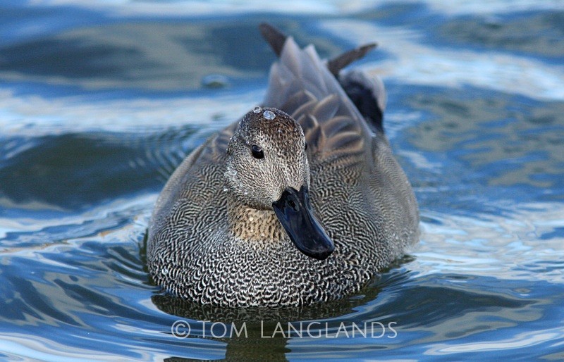 Gadwall - Wildfowl