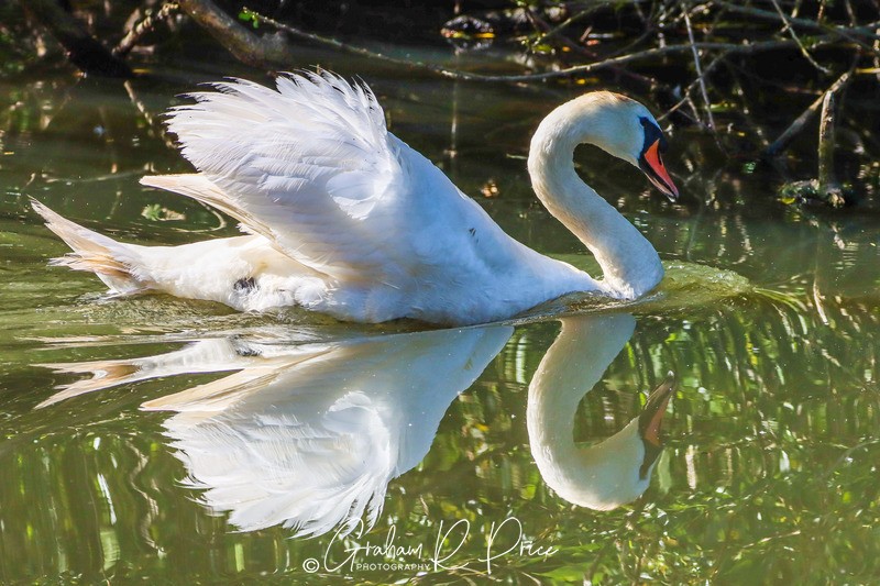 IMG_4908 - Birds From Around the World
