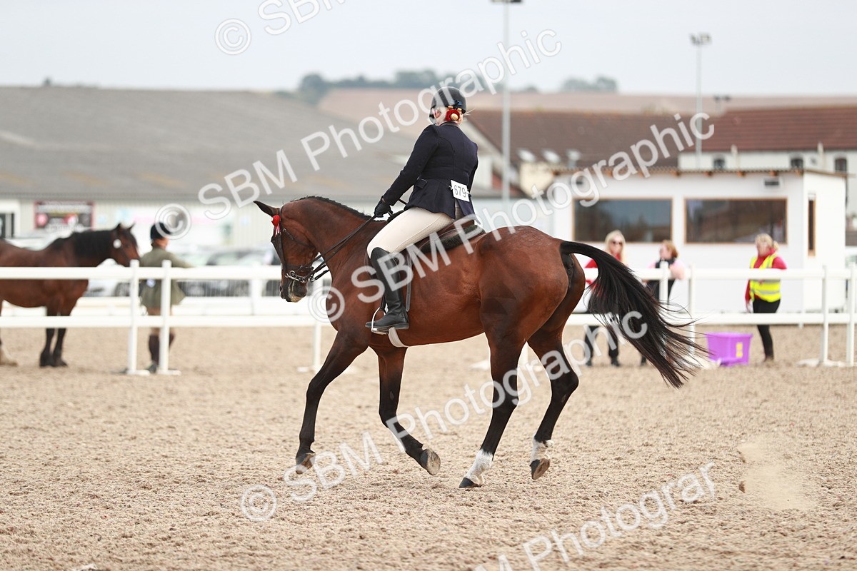 SBM_17601 - Class 215 Ridden Hack/ Riding Horse