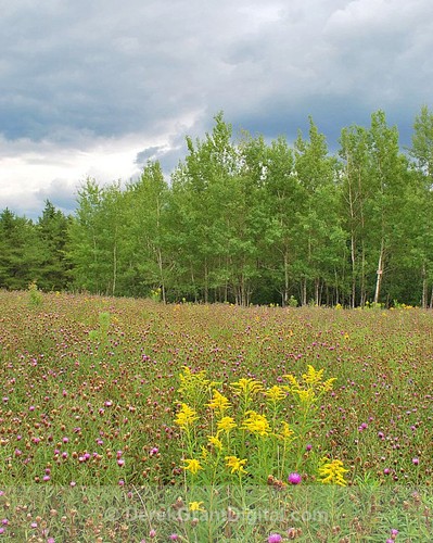 WildFlowers