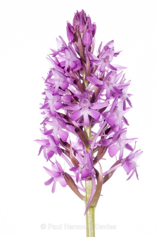  - WB: Orchids - Orchis
