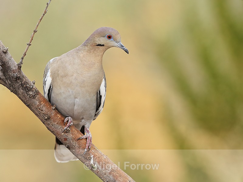 White-winged Dove, New Mexico, USA - White-winged Dove