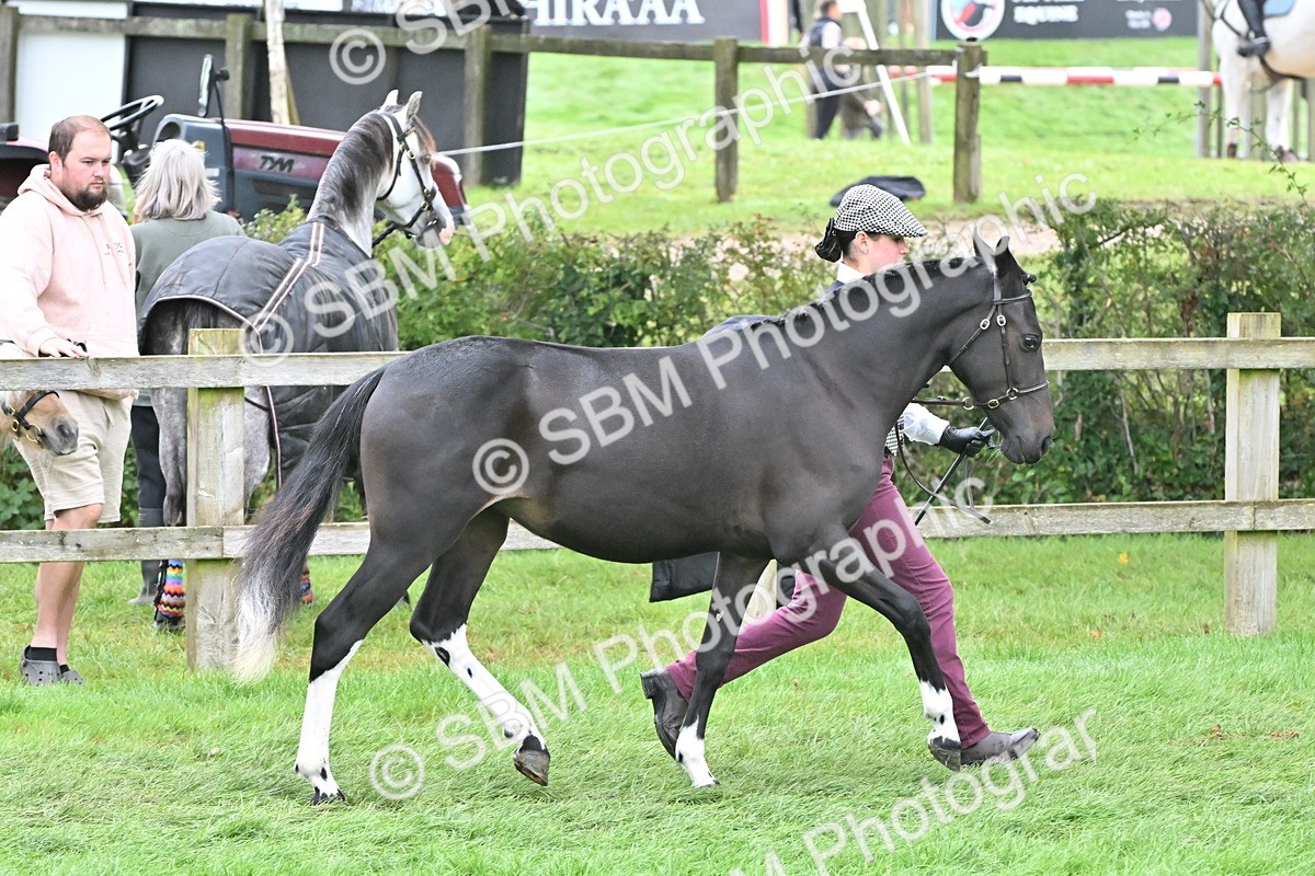 SBM_57549 - S46 - Part Bred Arab & Native Pony In Hand