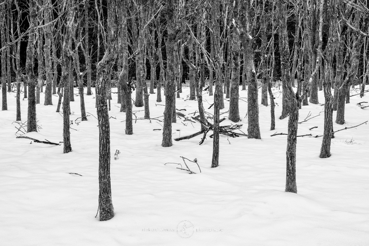 Dark edge - WINTER