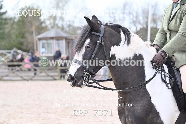 BPP_7371 - RING 1  (RIDDEN HORSES / IN HAND / VETERAN ETC)