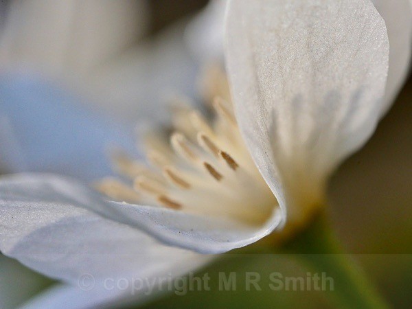 Macro White Clematis, Side View - MACRO & CLOSE UPS