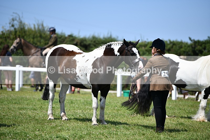 DSC_7782 - Class 64: Coloured Pony 4yrs & over