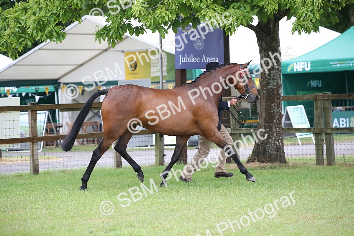 SBM_00131 - Class 17-20 - Arab & Part Bred - Anglo Arab In Hand