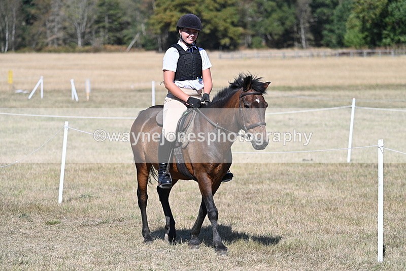 WJ7_1454 - Class 42 Most Handsome Gelding
