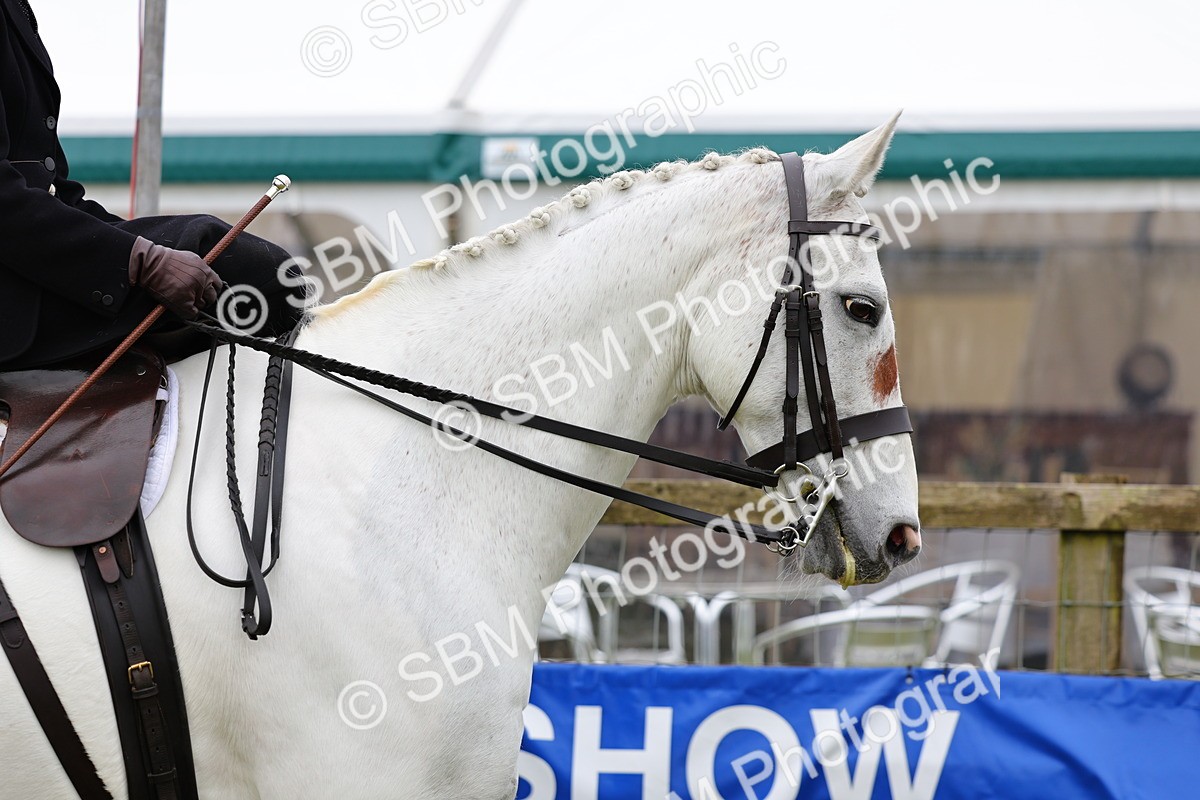 SBM_02687 - Class 9-11 Side Saddle including LIHS Rising Star Ladies Show Horse