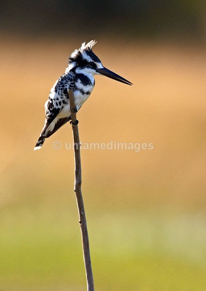 Pied Kingfisher - Botswana