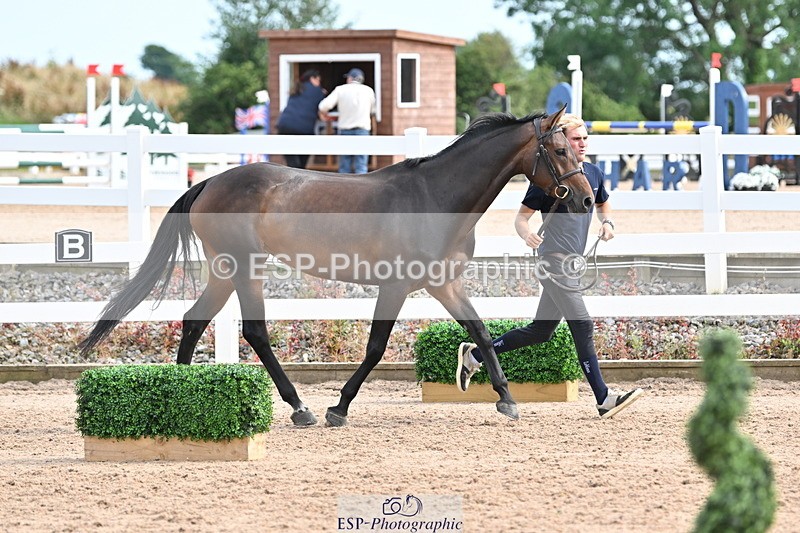 240717A-164514-03517 - Trot Up 4pm to 5pm