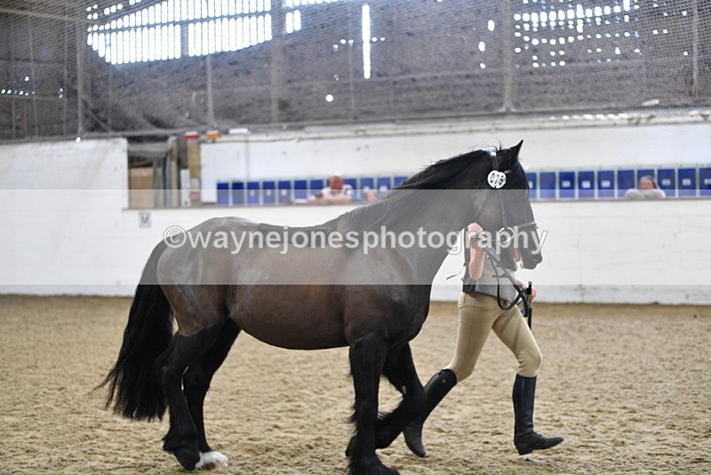 WJ5_4565 - Class 3 Part Bred In hand