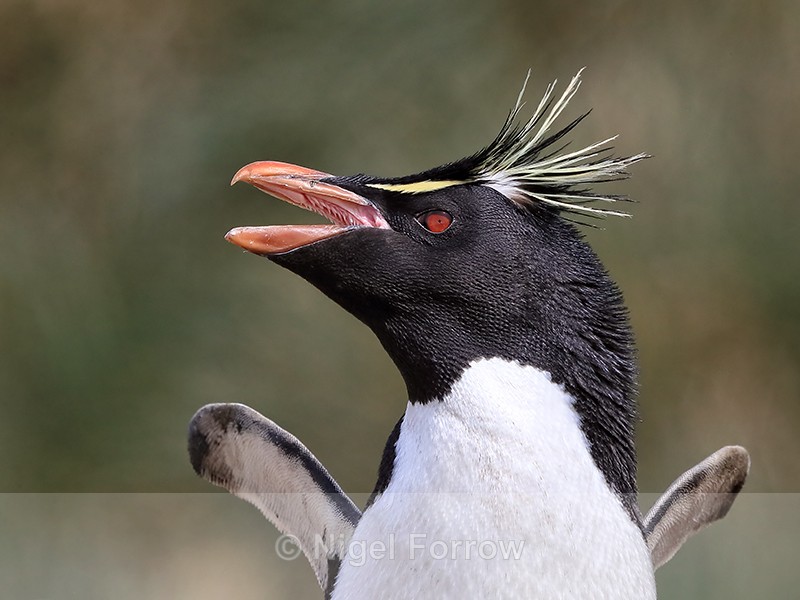 Rockhopper Penguin with raised flippers, West Point Island, Falklands - Rockhopper Penguin