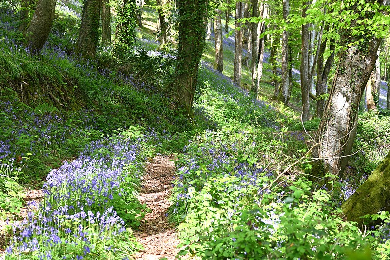 Bluebells near Looe in Cornwall - Bluebells