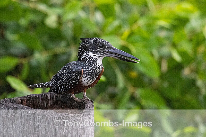 Giant Kingfisher - The Gambia