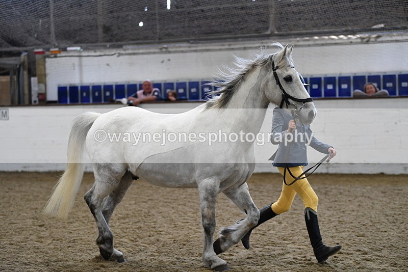 WJ5_4553 - Class 3 Part Bred In hand