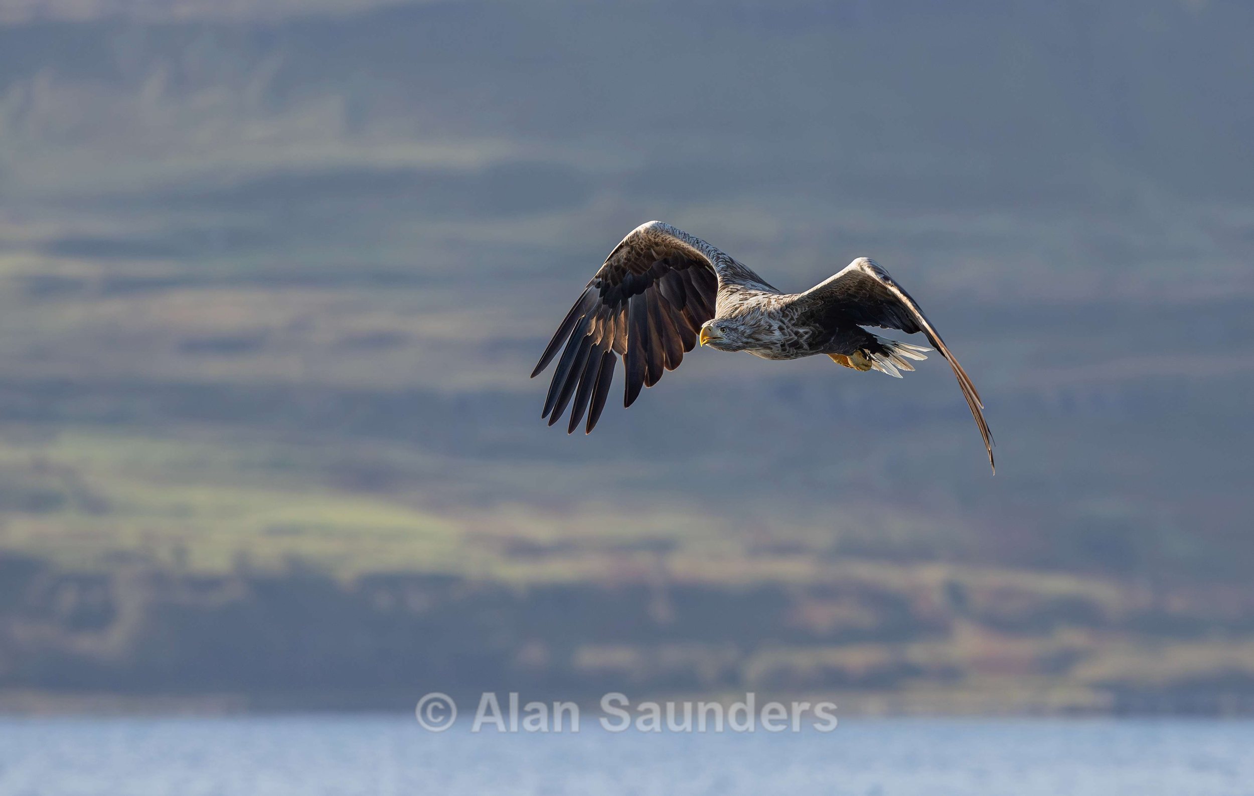 White Tailed Eagle 31
